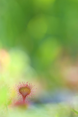 Droséra rotundifolia