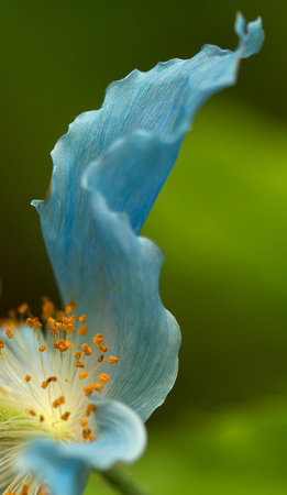 Meconopsis betonicifolia (Pavot bleu de l'Himalaya)