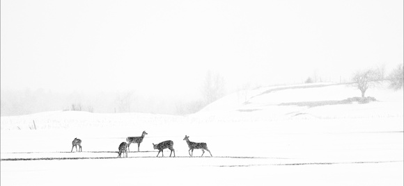 Blanc printemps. 1er prix des photo-clubs du Québec 2015, mag Photo Solution. Sélec parTerra Quantum