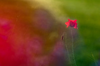 Coquelicot 2024