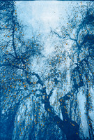 Cyanotype sur photo de 2024